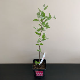 Picture of Whitebeam tree (Sorbus aria) in a pot - Free delivery