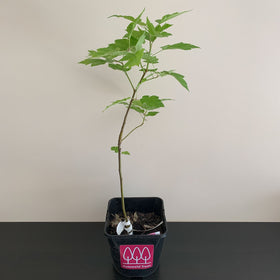 Picture of Wild Service tree (Sorbus torminalis) in a pot - Free delivery