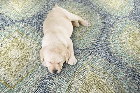 Protect Your Floors and Your Pooch with a Pet Friendly Rug