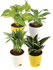 Air Purifying Plant Bundle - Peace Lilly, Golden Hahnii, Money Variegated, Areca Palm