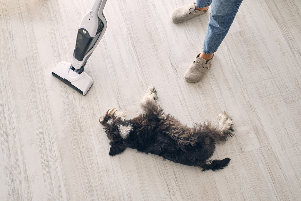 Vacuuming House Spring Cleaning Dog