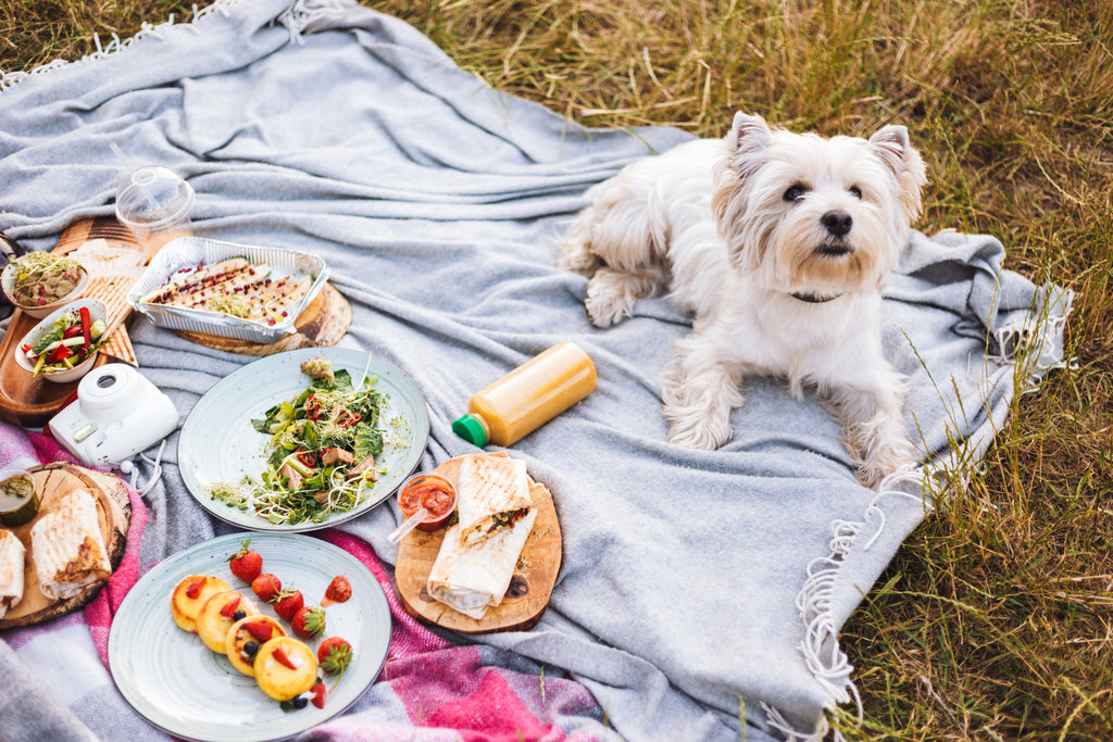 Dog Sitting On Blanket Having a Picnic