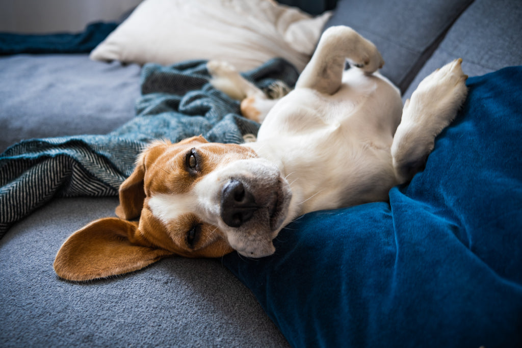 Dog Laying Down on Couch