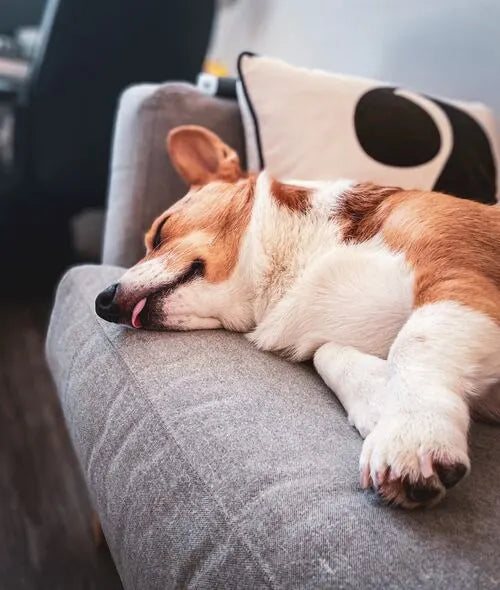 Corgi Sleeping with Tongue Out