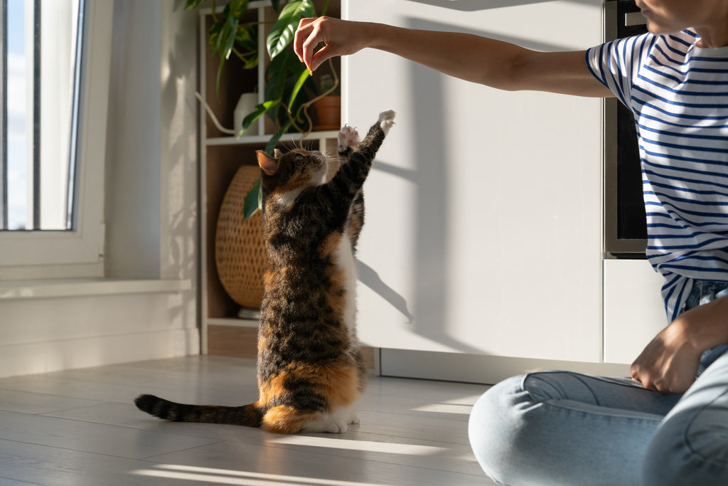 Cat Playing With Toy and Owner