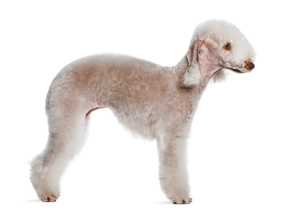 Bedlington Terrier