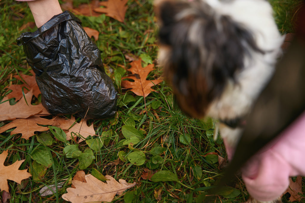 Cleaning Poop and Outside