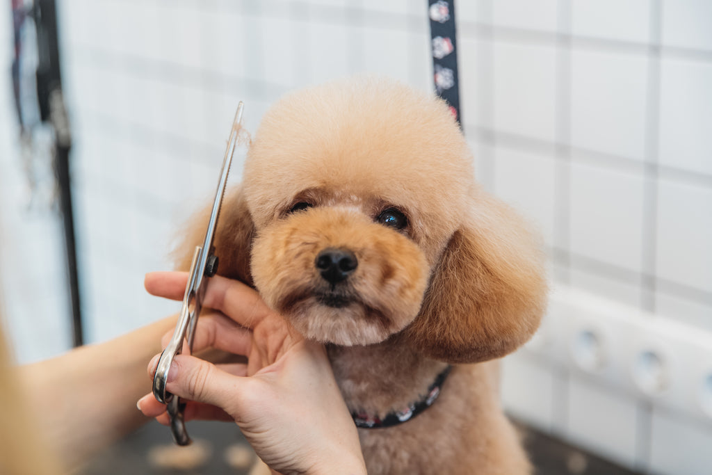 Poodle Being Groomed