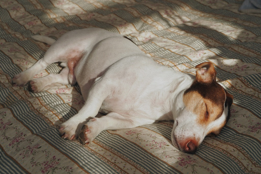 Dog Sleeping On Floor Dreaming