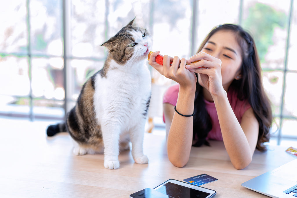 Cat Lover Playing With Her Pet