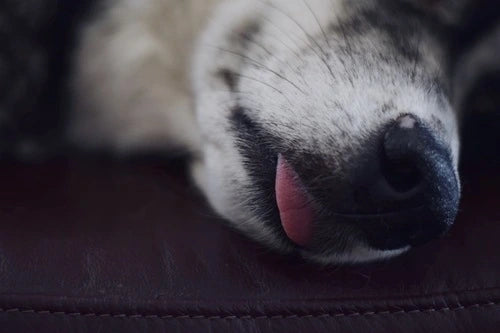 Husky sleeps with tongue out