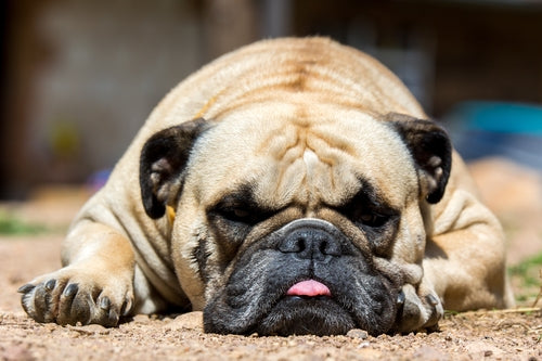 Pug sleeps with tongue sticking out