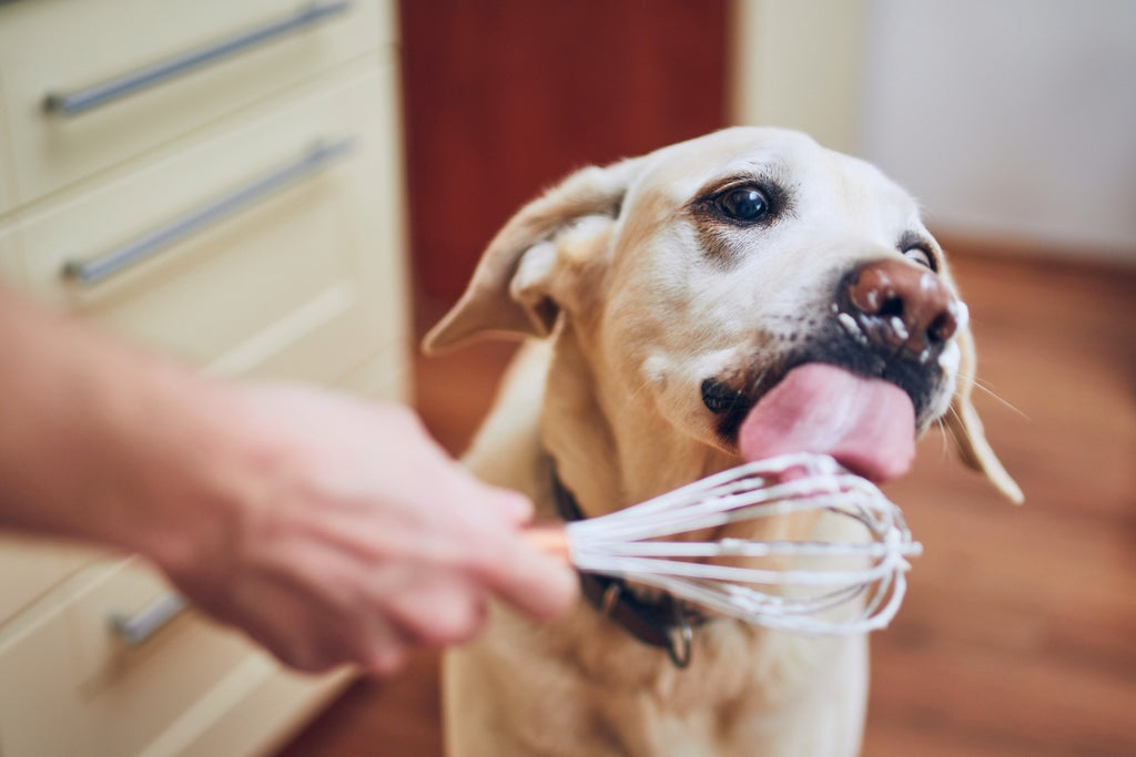 Dog Licking Whisk and Cream