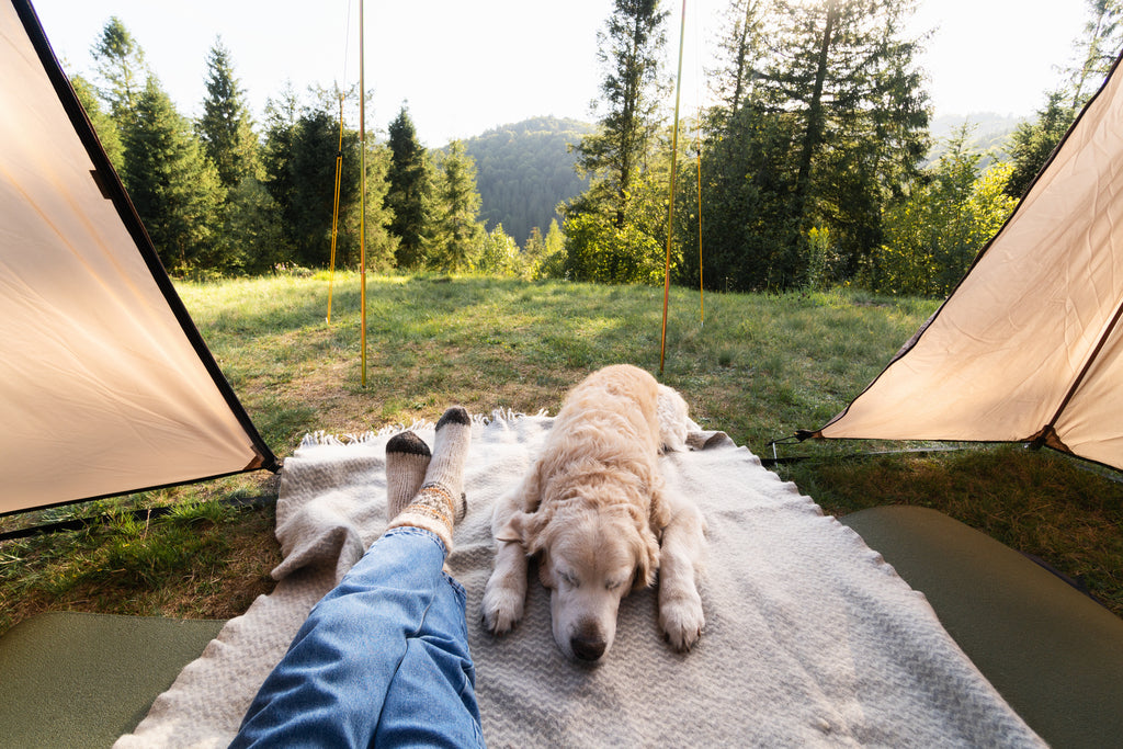 Dog Camping Sleeping Next To Legs