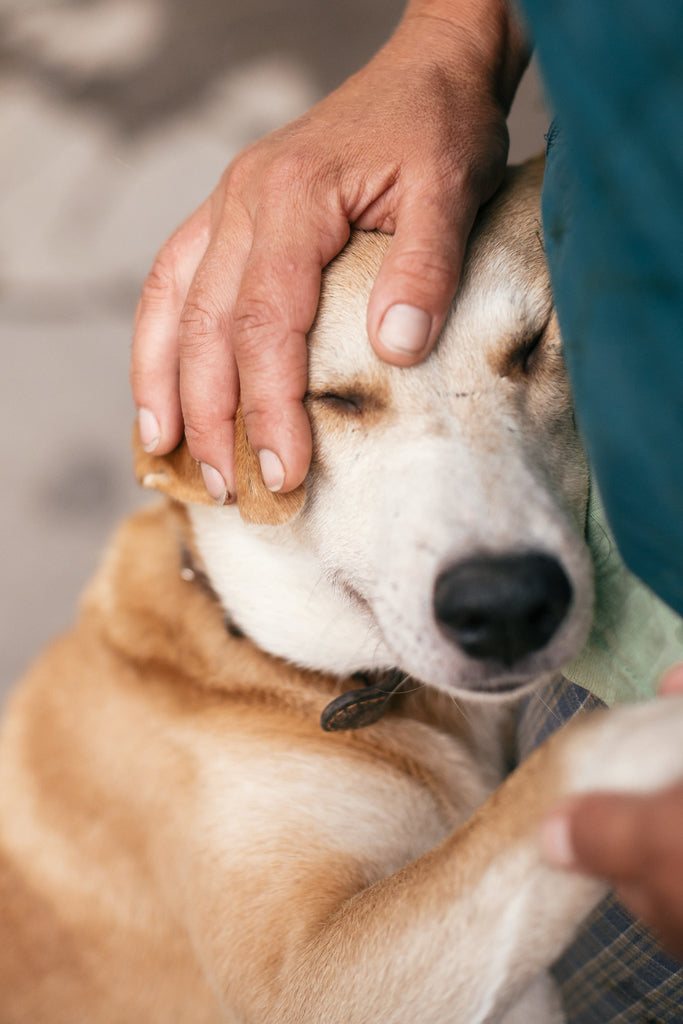 Dog Resting Head Sleeping On Owner