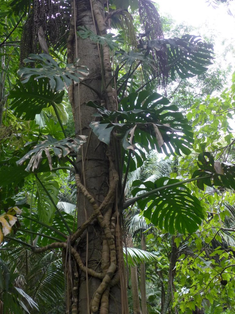 Riesige Monstera Deliciosa