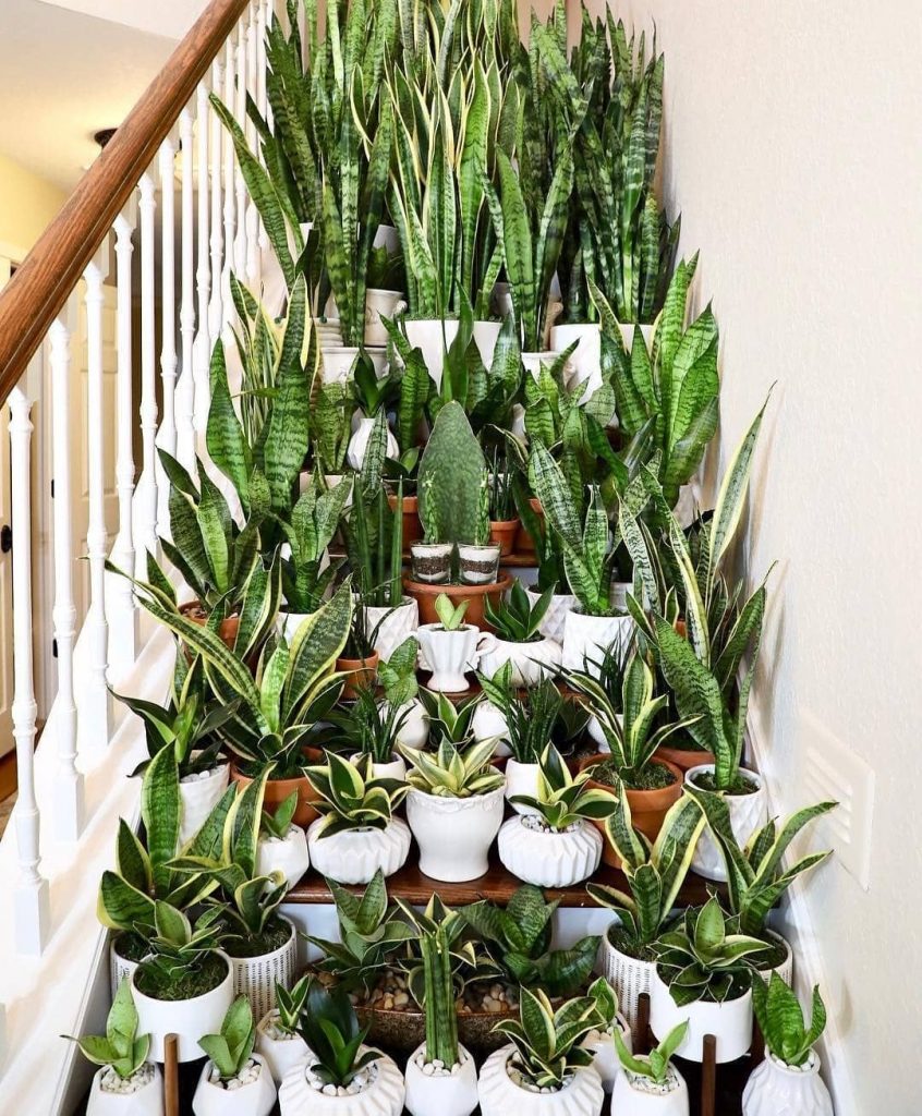 Sanseveria-Treppe