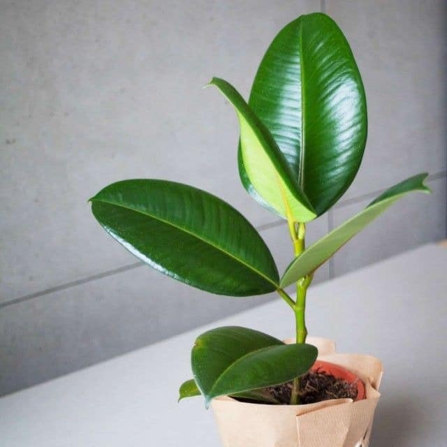 Ficus Elastica - 50 House Plants