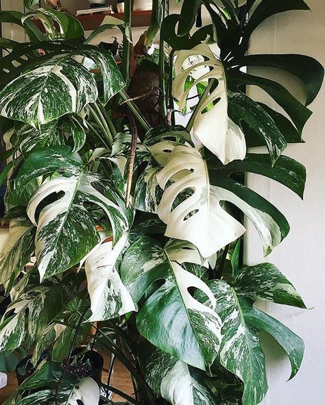  Monstera Deliciosa Variegata 'thai constellation'