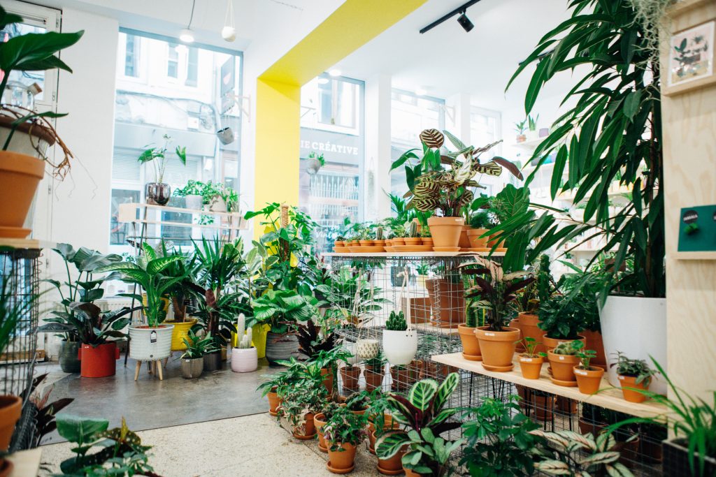 Plant store - Jangala