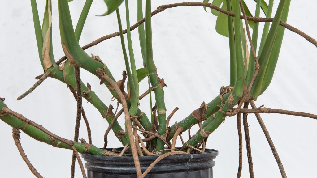 Monstera Luftwurzeln