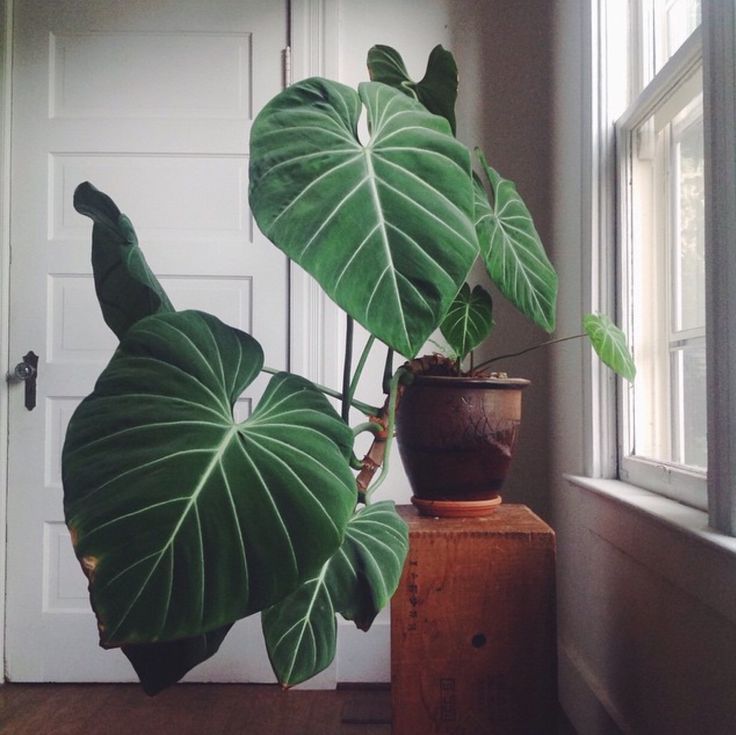 Philodendron Gloriosum - House Plants