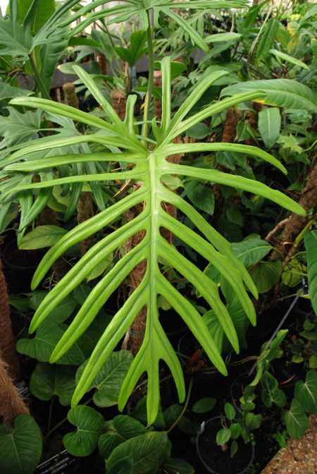 philendron elegans house plants