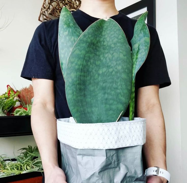 Sanseveria-Walflosse