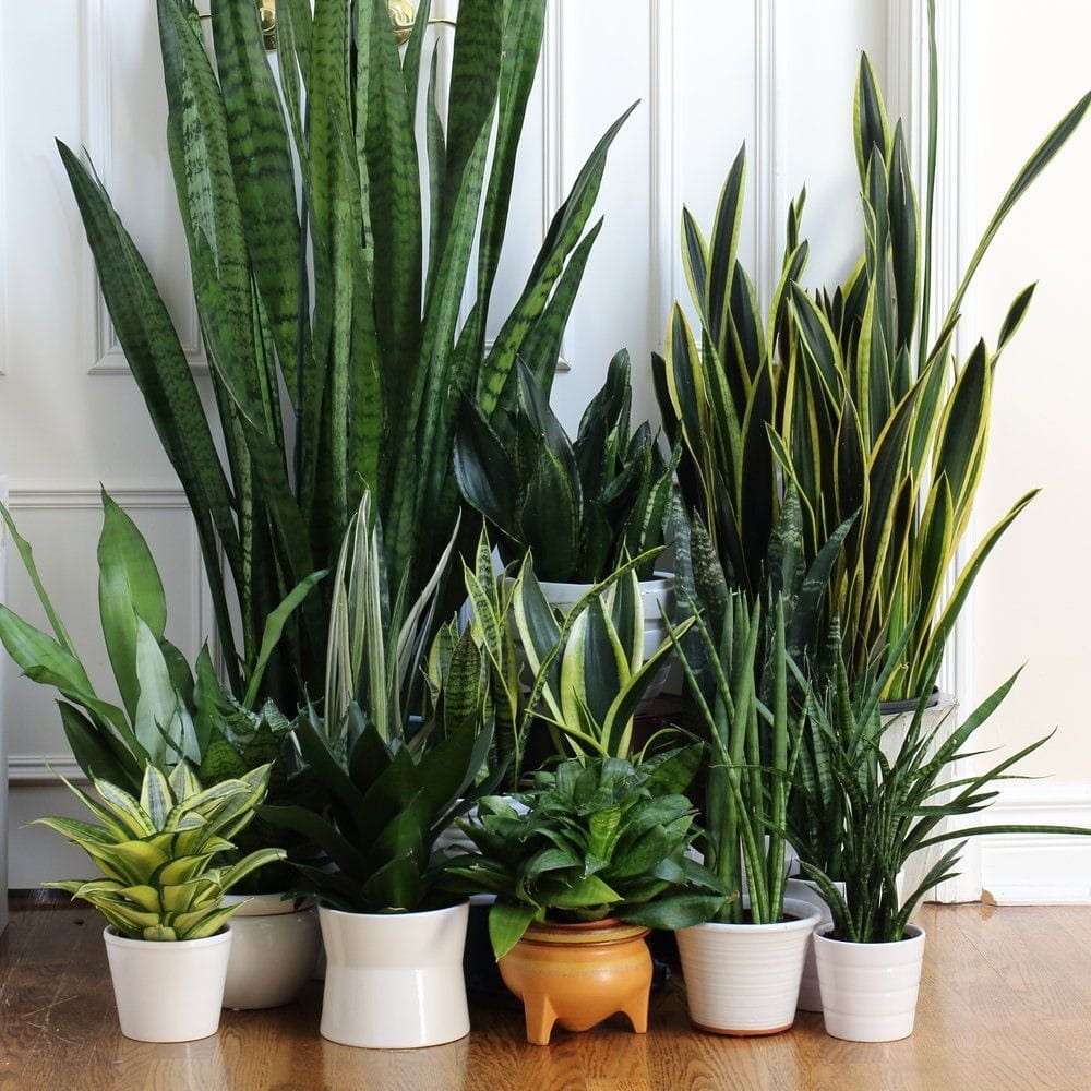 Sanseveria collection