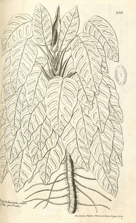 Erstes Monstera-Bild