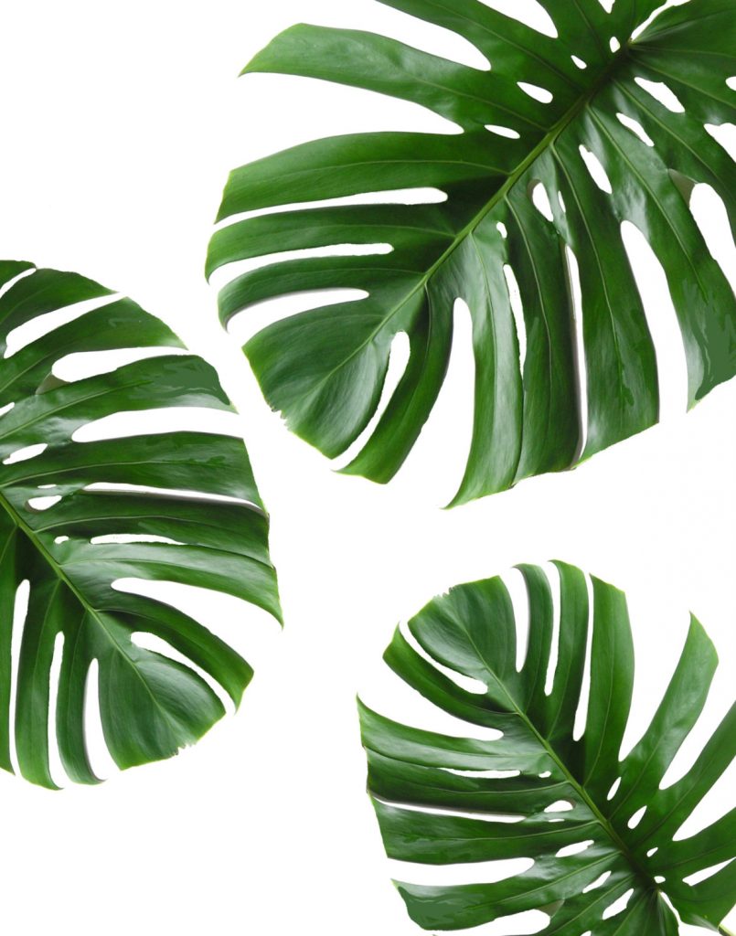 Monstera Leaf