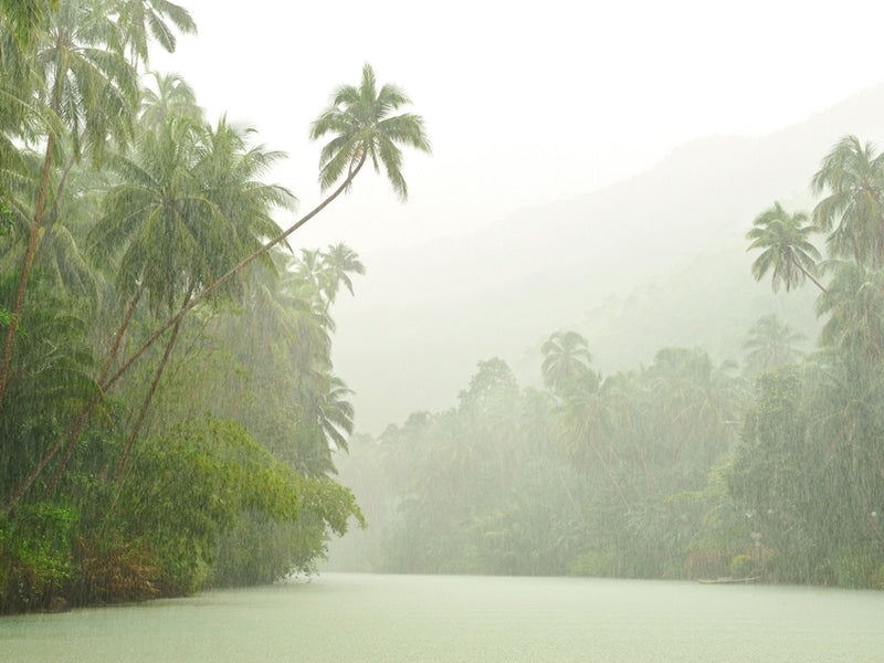 Rainforest Painting