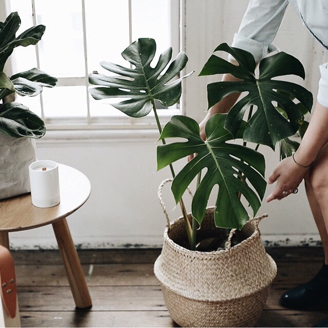 Monstera Deliciosa Interior