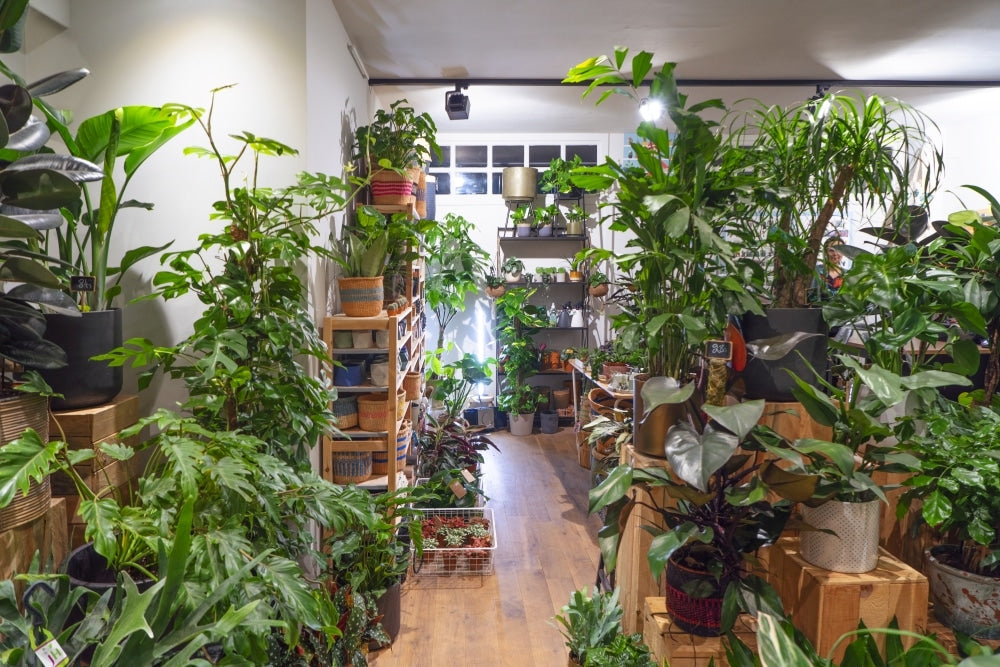 Plant Store - Little Green Stories