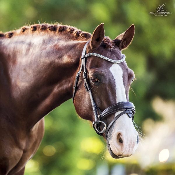 Running martingale – Lumiere Equestrian