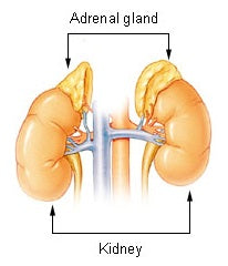 Heart Healthy Homes Adrenal Gland Diagram 