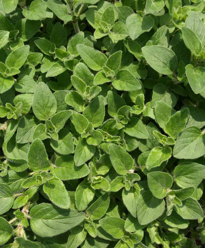 Oregano Herb Seed