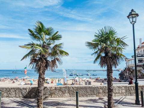 Palm Trees in front of coastline in Cascais Portugal showing beachgoers