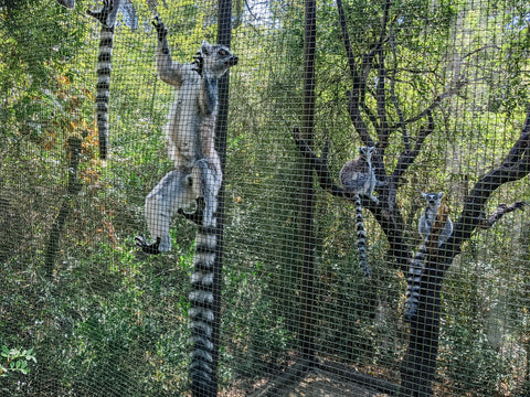 Troop of ring-tail lemurs in captivity with one lemur clinging to the fence.