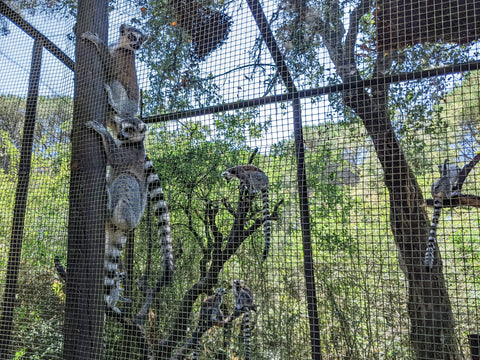 Captive troop of ring-tailed lemurs in an enclosure at a zoo