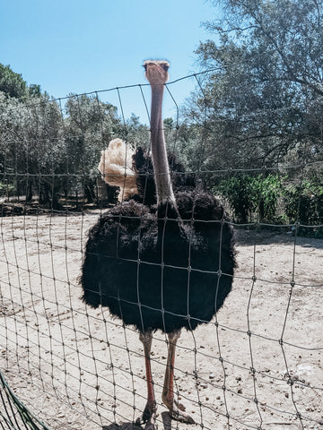 Ostrich peeking over its enclosure at a zoo in Portugal