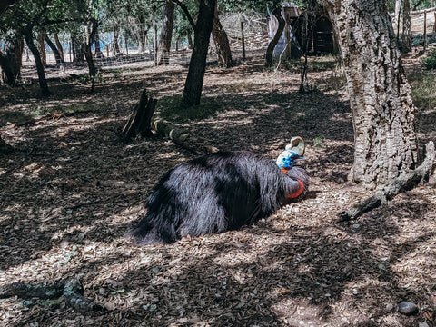 Cassowary in a forest enclosure at a zoo in Portugal