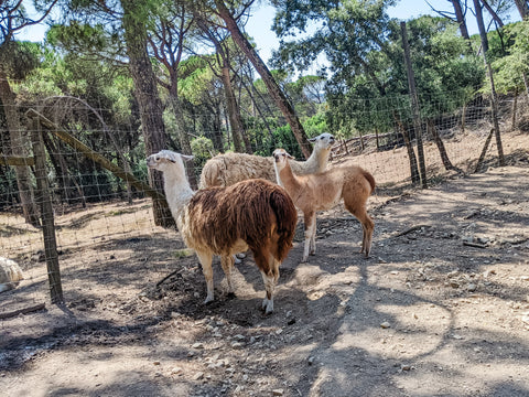 Two adult and one baby llama in a forested enclosure at a zoo in Portugal