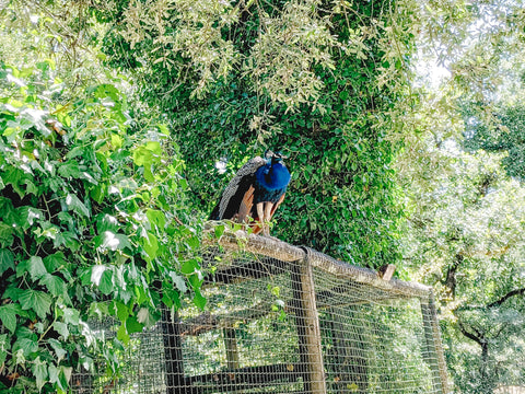 Stunning blue peacock perched atop of zoo enclosure surrounded by lush green trees.