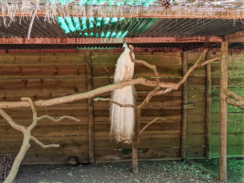 Majestic white peacock perched on a branch in an enclosure at a zoo