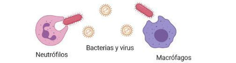 Sistema inmune fagocitando bacterias y virus
