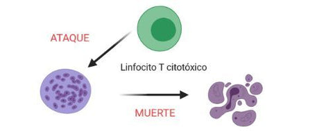 Linfocito T citotóxico