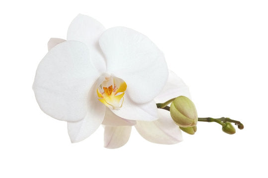 Orchid