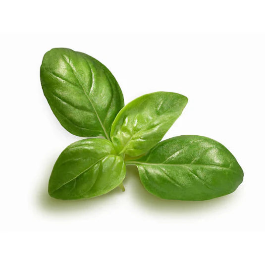 Basil