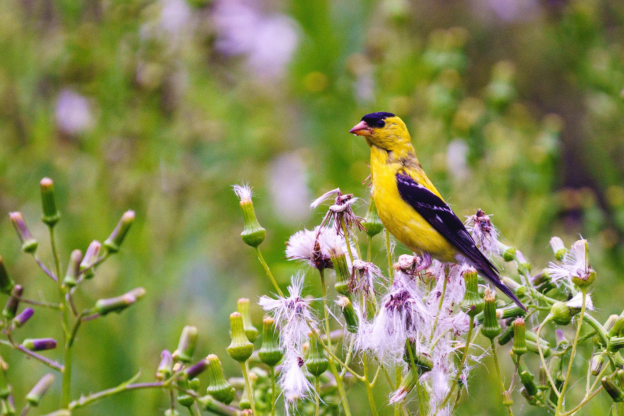 yellow bird photograph by pamina ewing